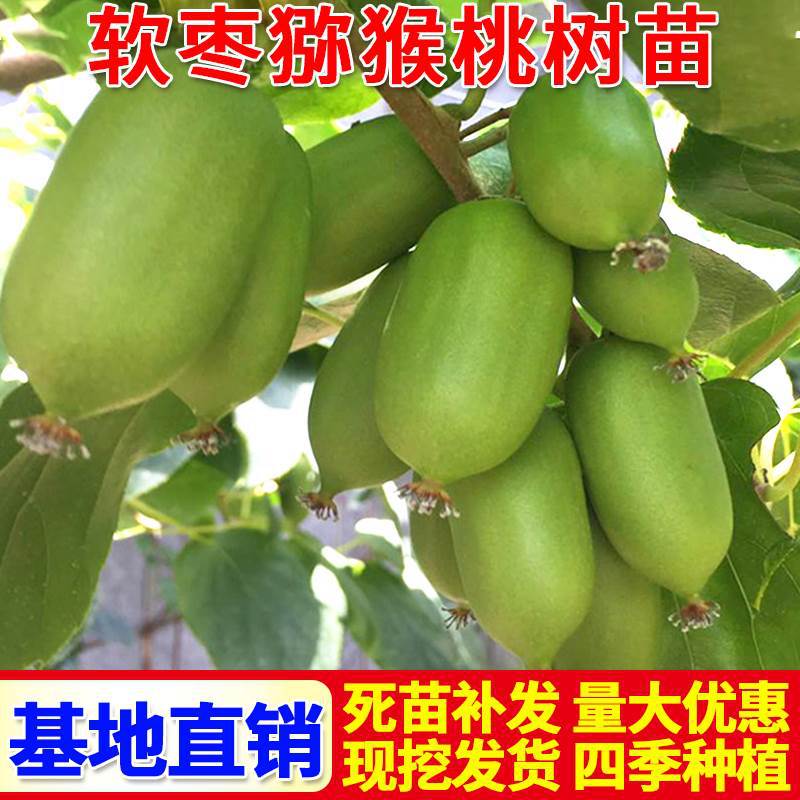 软枣猕猴桃树苗红心黄心猕猴桃苗奇异果红色九月耐寒盆栽地栽果树