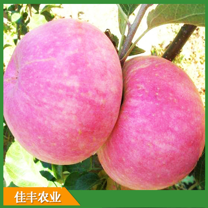 8999197387_1997219560