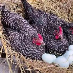 ���N�J���u���wÓ���J���uС�u�������J���u�߮a�G�������u