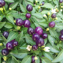 ������ɫ�����N��20����ˮ��ʳ���^�p���N����@�����̨���Դ���