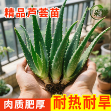 �����J�C�����J�Cֲ��ʳ���J�C�Gֲ�҃���Gֲ�͟��ͺ��J�C����