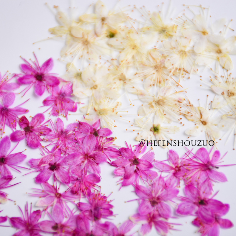 Two-color white sandalwood flower dried flower embossed nail art flower decoration small size real flower drop glue earrings diy handmade materials