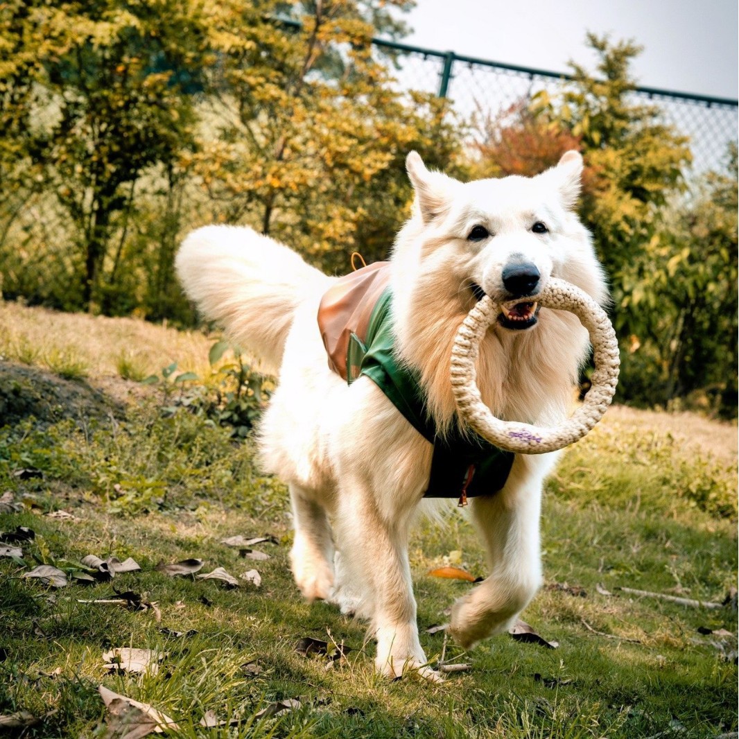 纯种瑞士牧羊犬幼犬活体狗狗纯白色德牧护卫犬工作犬军警犬宠物犬
