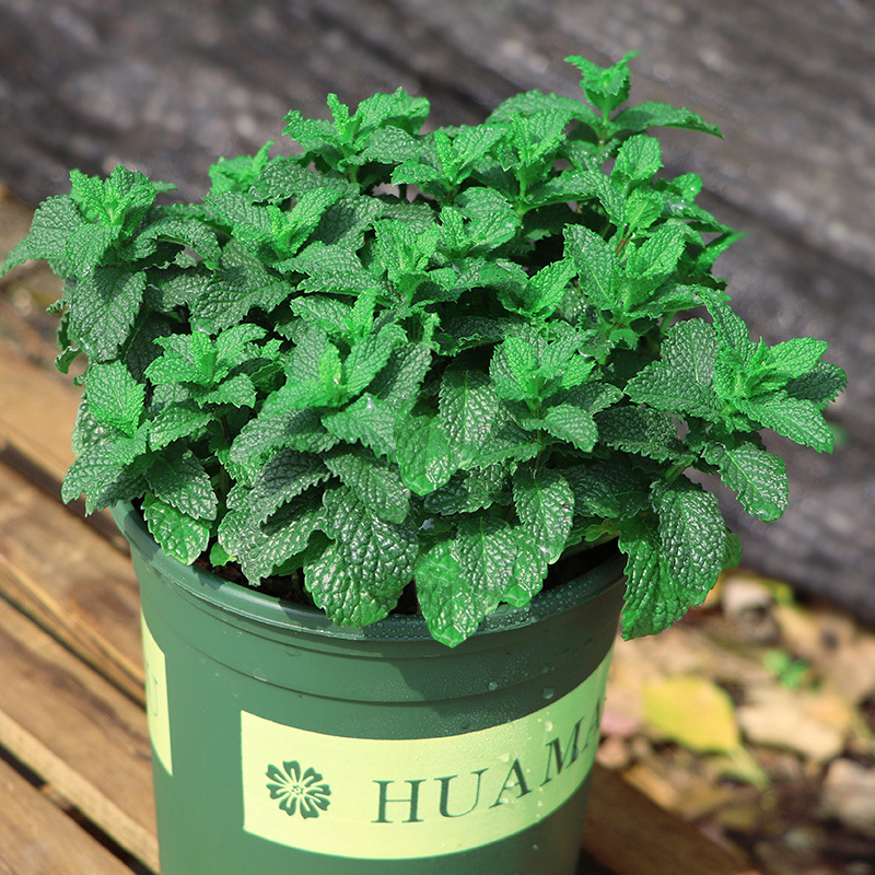Mint Potted Edible Fresh Mint Leaf Potted Herbal Tea Can Be Used to Make Cold Drinks Herbs Are Easy to Grow Indoors