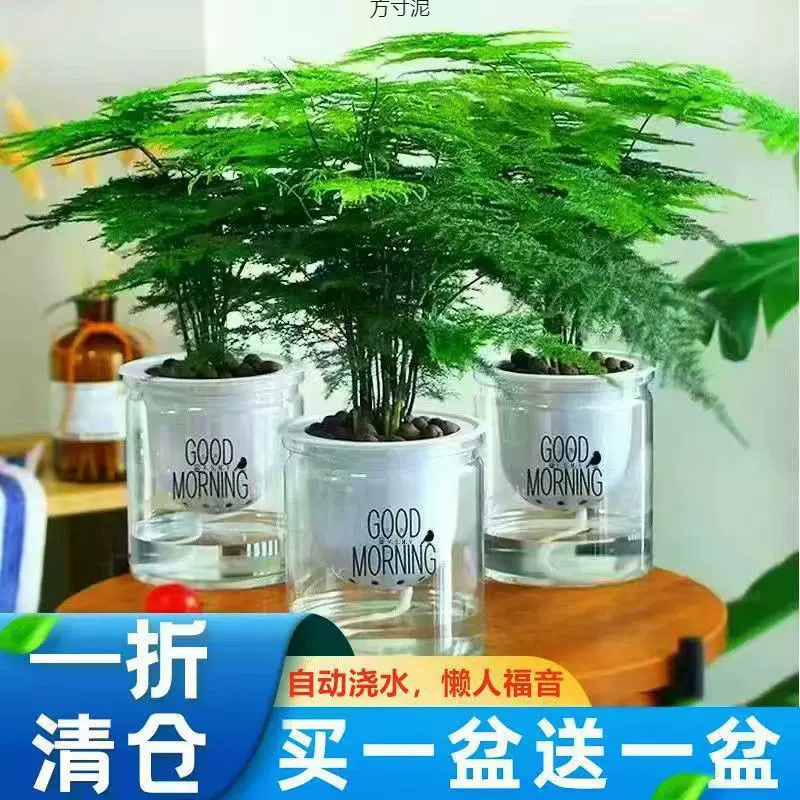 文竹盆栽绿植室内土水培植物云竹盆景带盆花卉客厅四季常青文竹苗
