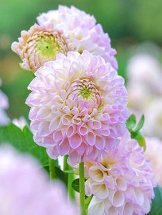 Dahlia Seed Bulb Flower Potted Garden Flower Seeds All Year Round Easy-To-Live Flower Seedlings Dahlia Flower Sweet Potato Flower
