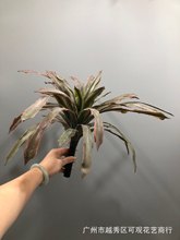 �����ɫ���m�~�ָ�ܛ�z����ǧ�~����ֲ��ɳ��ֲ���쾰�Gֲǧ��