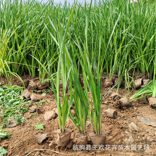 �Rɏ������ر���ľ�����G�h  �^�p�����R�m�����R�m����ˮ�w�G��