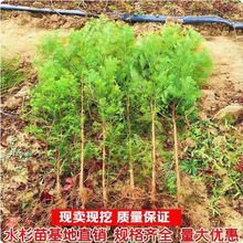 �G�������� ˮɼ����ˮɼ��@�־��^�����~�^�p��NˮɼС�����l