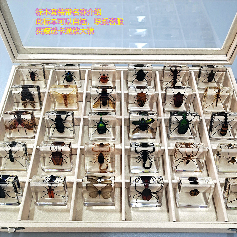 30가지 일반적인 곤충 + 상자 옵션(핫 모델)