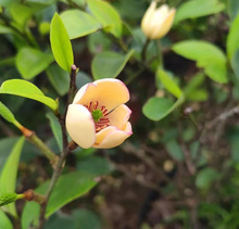 一件代发含笑花苗浓香型花卉带花苞室内阳台耐寒四季常青植物含笑