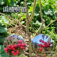 山楂树苗直销 挂果多大糖球山楂树小苗 大五棱山楂苗价格低$
