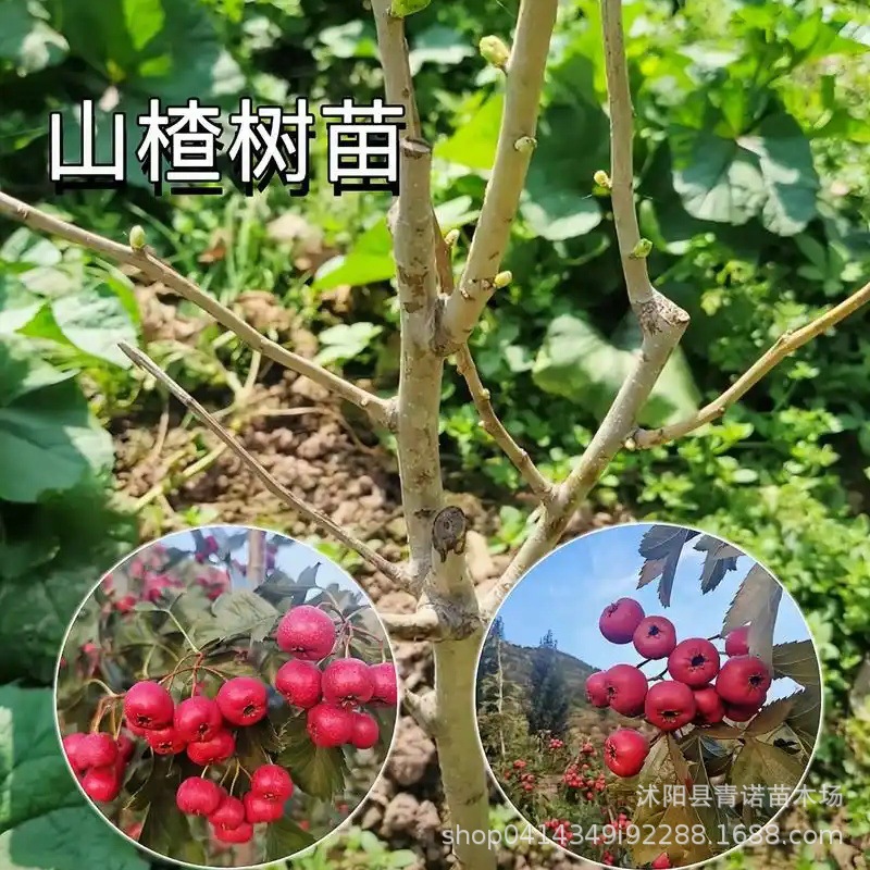 山楂树苗直销 挂果多大糖球山楂树小苗 大五棱山楂苗价格低$