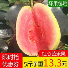 广东红心芭乐 珍珠白心番石榴 热带孕妇水果 新鲜现摘水果