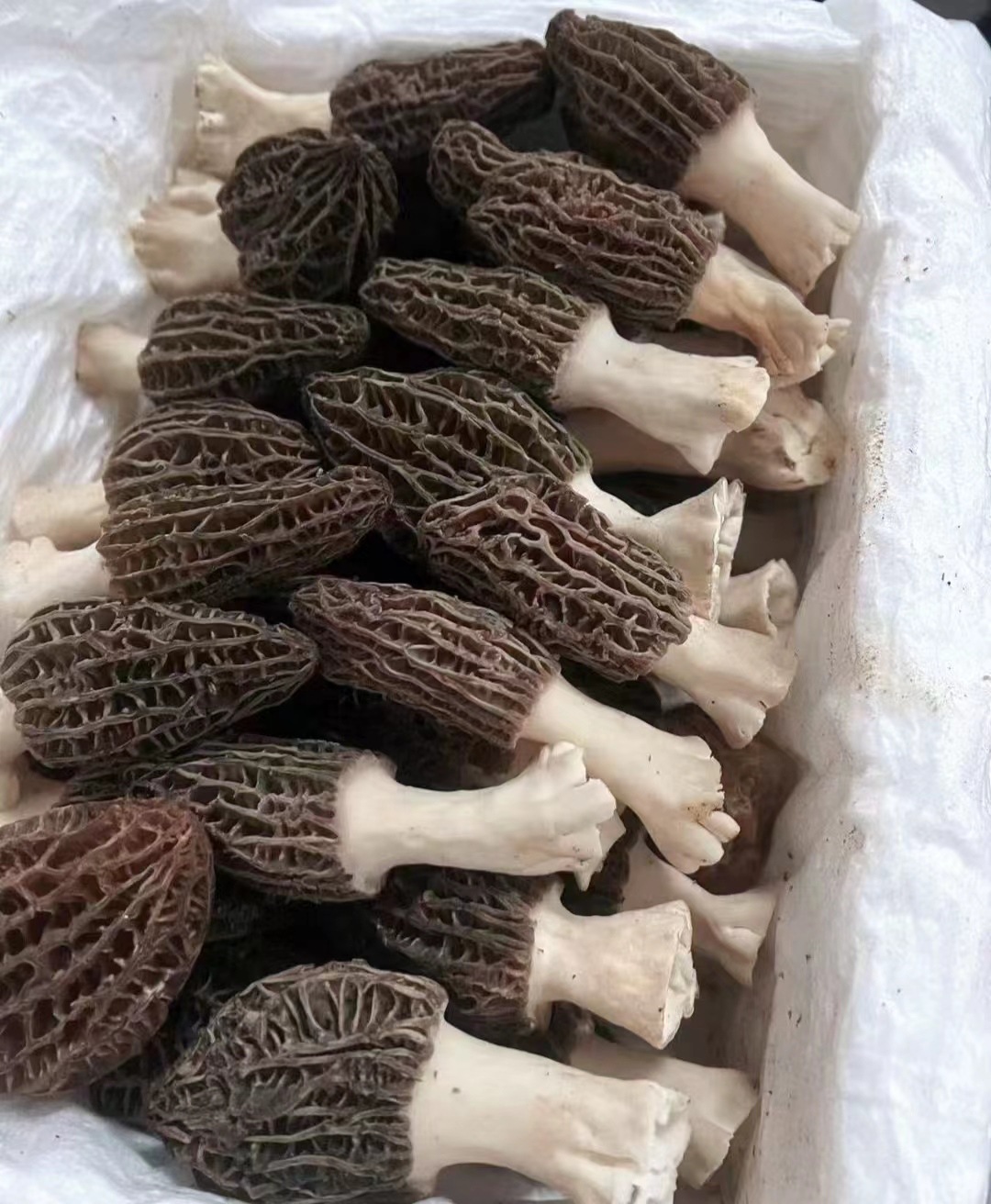 425a8915ab2dd8dbbac95c2c2494a6