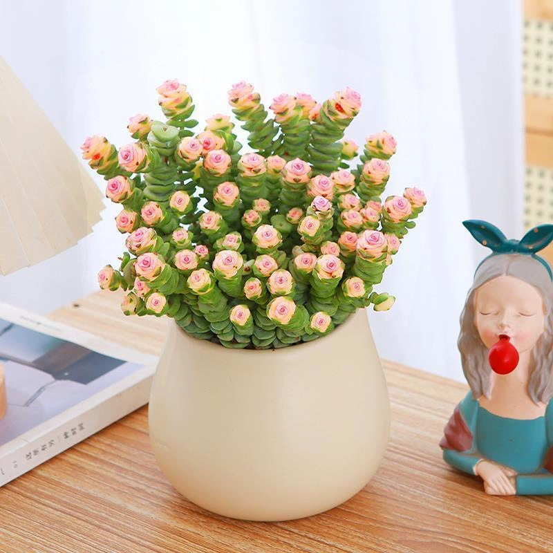 Настольное маленькое горшечное растение с денежной нитью для привлечения богатства, суккулентное растение для офиса или балкона, радиационно-стойкое зеленое растение, простое в уходе.