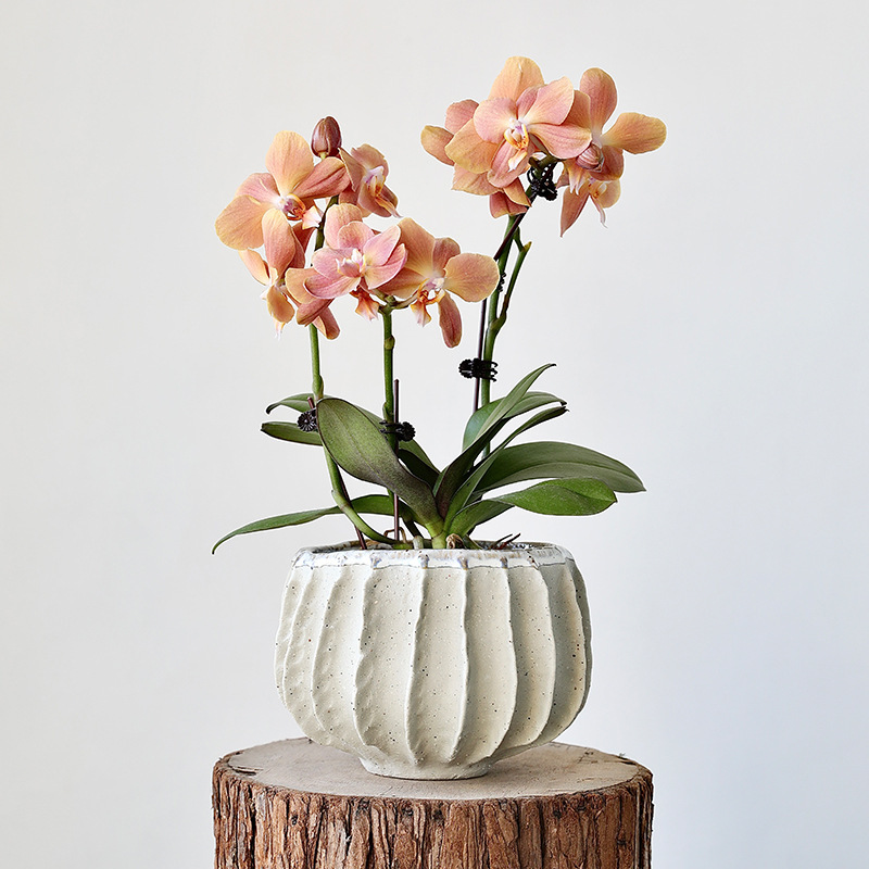 Office desktop green plant potted plant indoor living room aesthetic cream-style ceramic flower pot rustic high-footed non-drainage hydroponic Office desktop green plant potted plant indoor living room aesthetic cream-style ceramic flower pot rustic high-footed non-drainage hydroponic