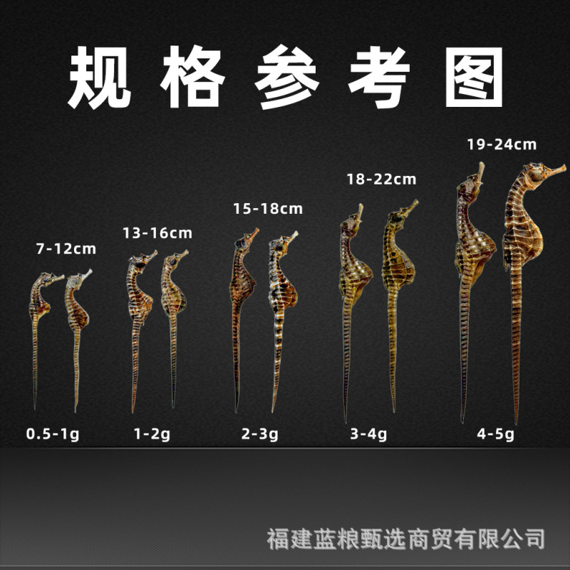 【全规格10公斤直销】养殖海马干泡酒煲汤滋补精品公母配对非药材|undefined