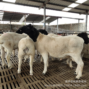 3-4���¶Ų���������һֻ �Ų��d����r�� �Ų�ĸ�����