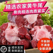 新鲜牛尾巴500g 农家散养黄牛牛尾 1斤 牛尾段 牛尾骨 生牛肉
