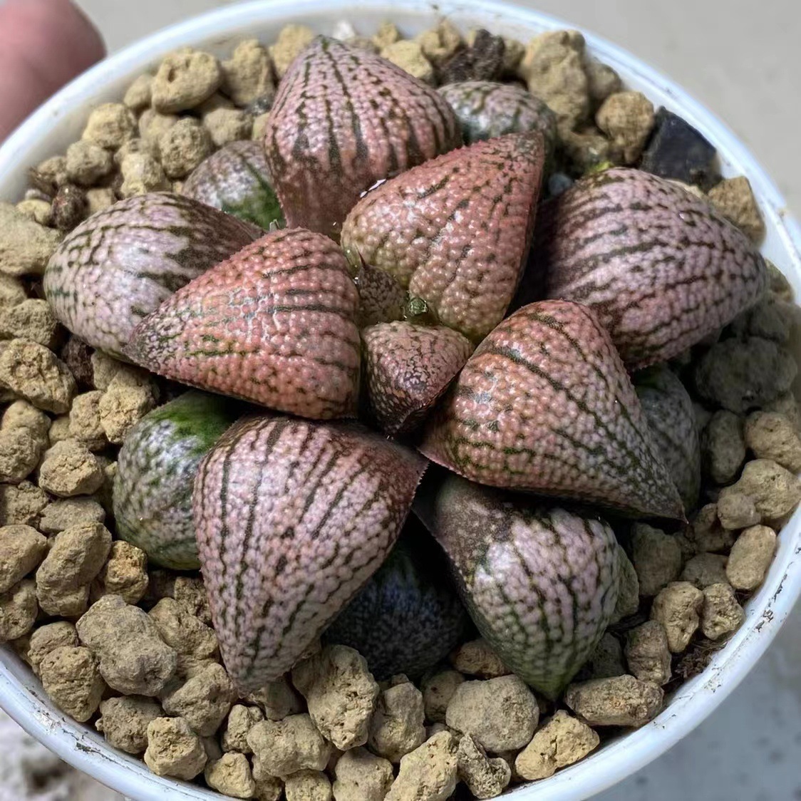 태보은장수 4-5cm (뿌리가 맨손으로 배송됨)