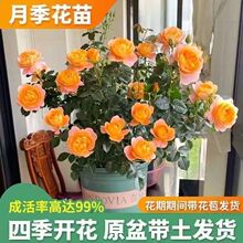 四季月季小苗盆栽阳台庭院浓香大花勤花丰花好养易成活开花盆景
