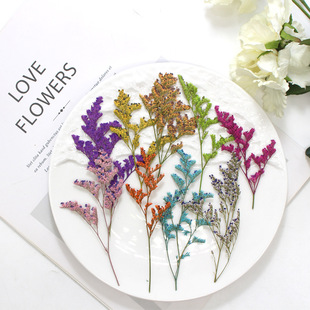 Lover's Grass Dried Flower Embossed Children's Handmade Bookmark DIY Invitation Card Flower Photo Frame Plant Specimen Portrait Decorative Painting