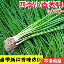 四季小香葱种子耐旱耐热耐寒家庭简单蔬菜速生香葱种籽春夏种
