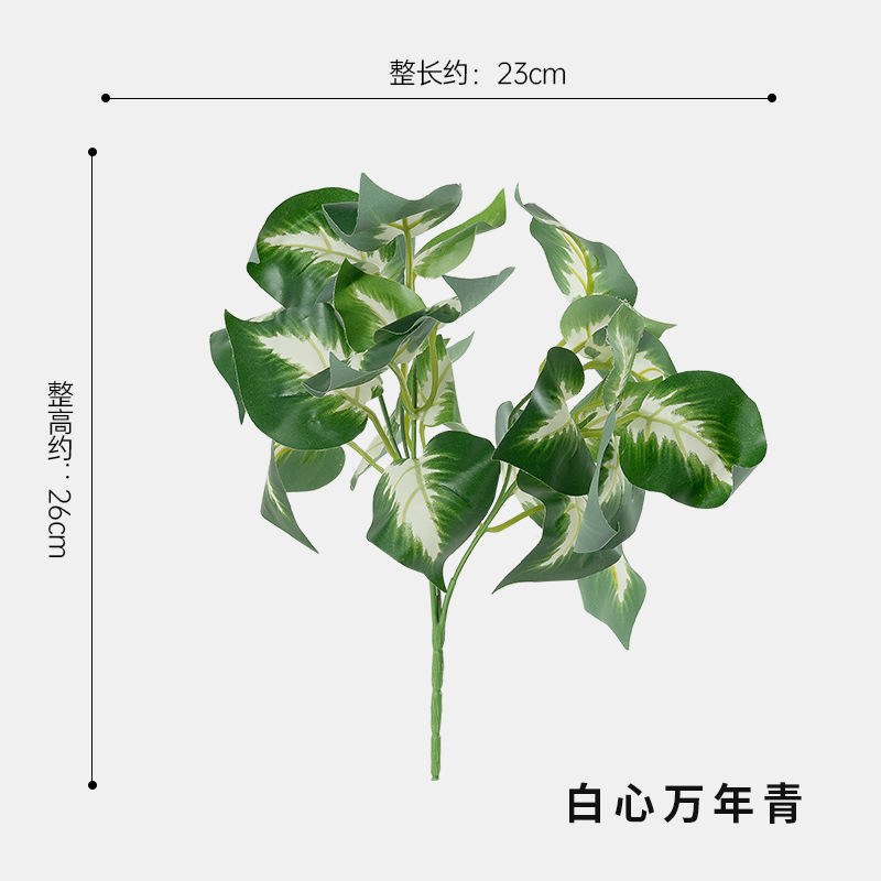 화이트 하트 디펜바키아