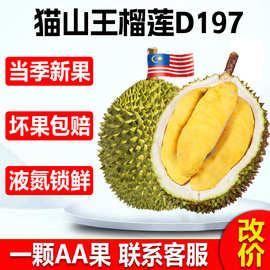 马来西亚猫山王榴莲D197厂家整箱新鲜水果批发液氮冷冻榴莲肉A果