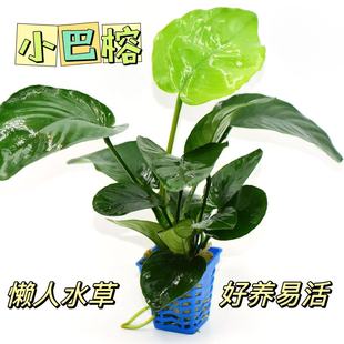 Fish Tank Landscape Living Body Aquatic Grass Soilless Fish Grass Raising Undead Oxygen-increasing Aquatic Grass Buba Ficus Submerged Water Ficus Aquatic Grass