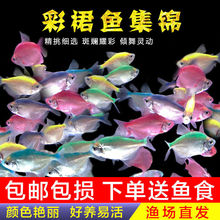 ���ȹ�~���w�^�p�~��ˮ�~Ⱦɫ�β�ȹ�~С�Ͱ��R�~���B�׻�Ꭷ�~