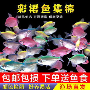 ���ȹ�~���w�^�p�~��ˮ�~Ⱦɫ�β�ȹ�~С�Ͱ��R�~���B�׻�Ꭷ�~