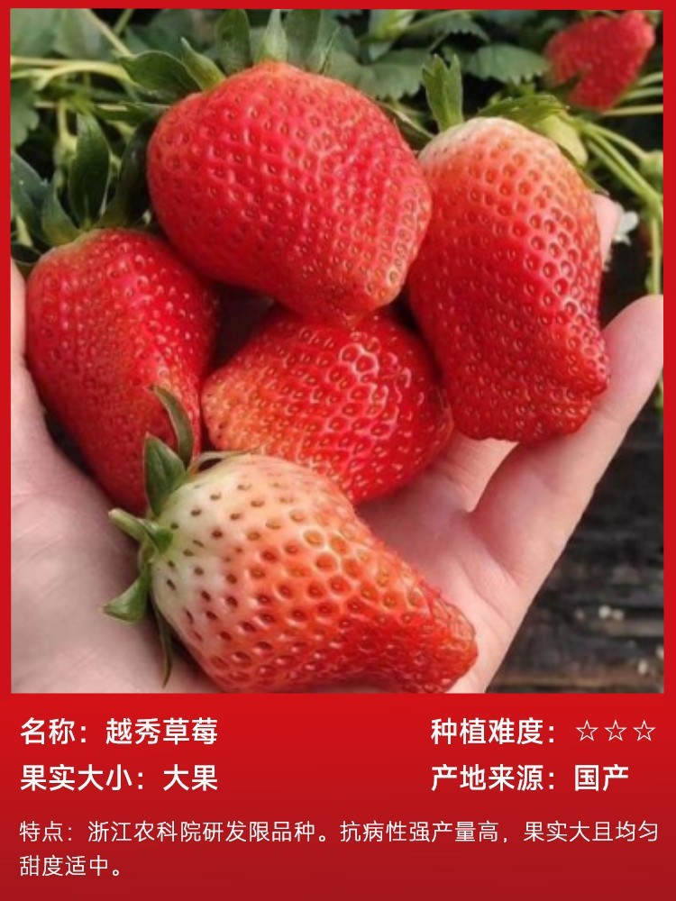 越秀イチゴ15本（土で生きたもの）と無料肥料