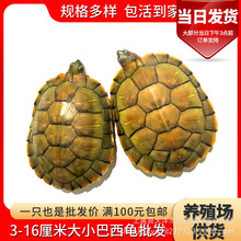 乌龟活物大巴西龟活体宠物龟长寿观赏龟绿色水龟活物红耳龟
