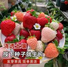 四季奶油草莓种子食用香甜大果草莓新手易种阳台盆栽水果蔬菜种籽