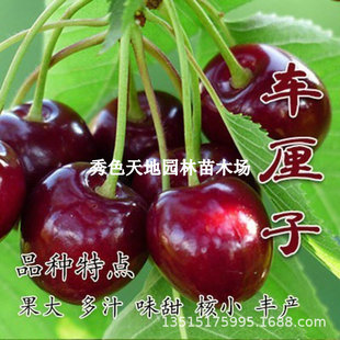 Cherry Saplings, Cherry Trees, Southern and Northern Planting Potted Courtyard Fruit Trees, Dwarf Cherry Trees, Large Cherry Trees