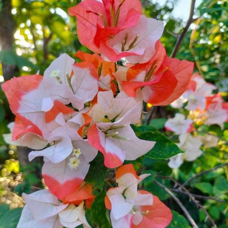 신제품 추천 (오렌지 립스틱)