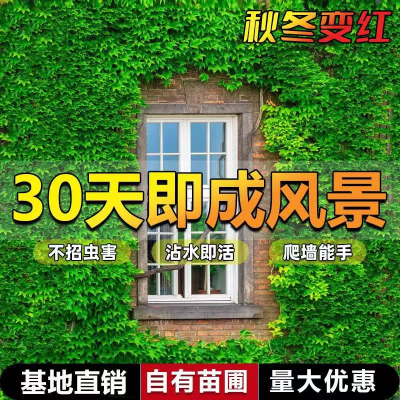 Настенная Лиана рассада трехлистная пятилистная Лиана виноградное растение вечнозеленое не лиственное виноградное растение во дворе, Виноградная лоза, цветочное растение в горшке