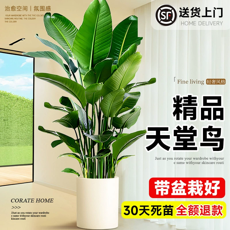 Птица рая в горшке, зеленое растение для дома, большое растение для гостиной, напольное настоящее дерево, большое растение для офиса, цветок Стрелиция регина.