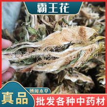 新货霸王花干货青绿剑花现货供应广东特产煲汤甜品承接大货