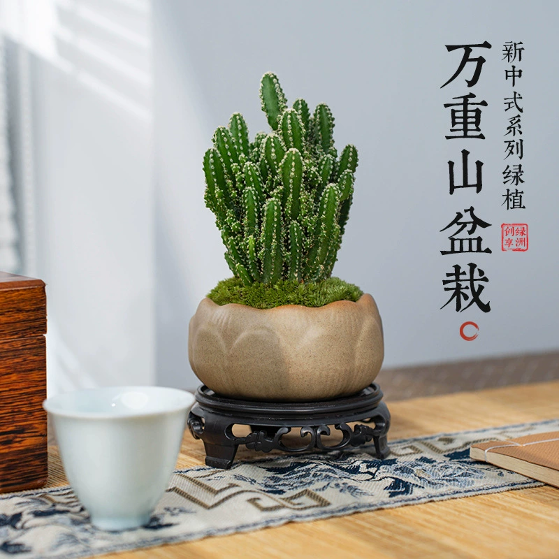 Кактус в горшке Wanzhongshan комнатный кактус, суккулентное растение, офисный рабочий стол, простое в обслуживании, радиационно-стойкое зеленое растение