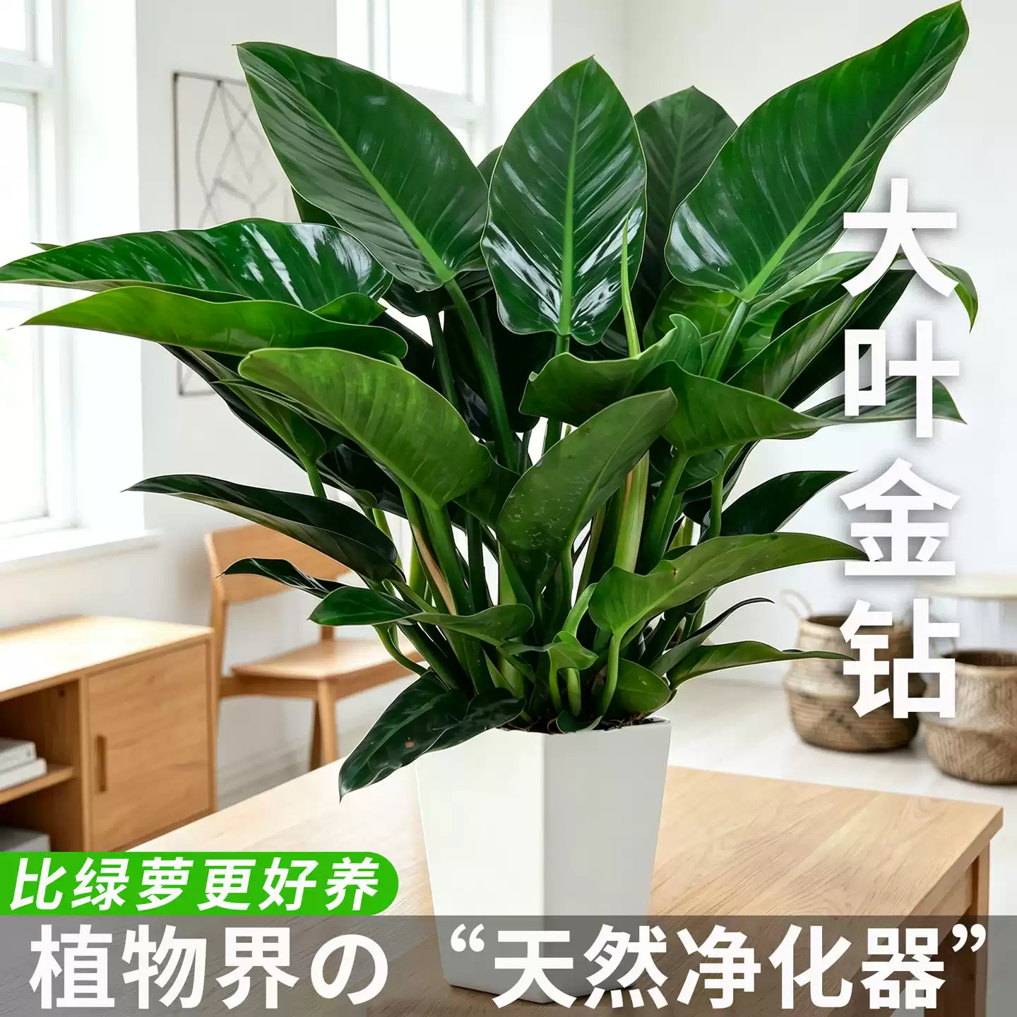 大叶金钻盆栽绿公主植物室内客厅大型绿植办公室净化空气懒人好养