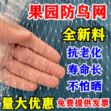 跨境网园林网果园防鸟网聚乙烯防鸟网挤出防鸟网葡萄防绿色防鸟网