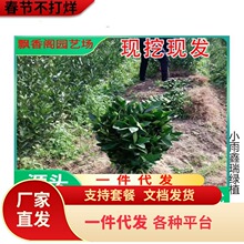 ��Ʒ�N��Ƥ�۽��� ����һ̖��������������� �޽ӟo���۽��Ә���