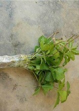 ʒɽ���ع��� ���w�G�����̳�������ɽ�� �@����ɽ����