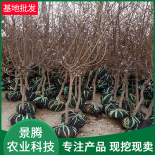 ����ֱ�N�Ә��� ����Y�� �Ɏ����� 4���� 5���� 6�����Ә���