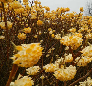 One-Piece Drop-Shipping Fragrant Sapling Clusters, Fragrant Saplings, Courtyard Landscaping, Fragrant Flower Seedlings, Golden Waist Bag Knotted Flowers