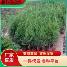 一件代发塔柏龙柏清明树苗侧柏宝塔松圆柏刺柏庭院四季常青道路公