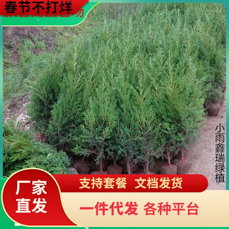 一件代发塔柏龙柏清明树苗侧柏宝塔松圆柏刺柏庭院四季常青道路公